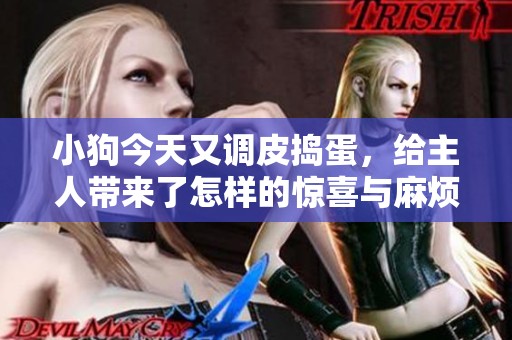 小狗今天又调皮捣蛋，给主人带来了怎样的惊喜与麻烦呢