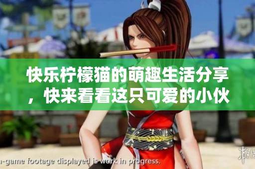快乐柠檬猫的萌趣生活分享，快来看看这只可爱的小伙伴吧！