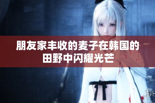 朋友家丰收的麦子在韩国的田野中闪耀光芒